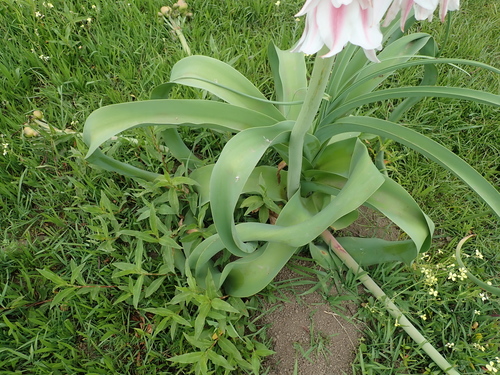 Image of Crinum bulbispermum by no rights reserved