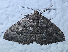 Triphosa californiata