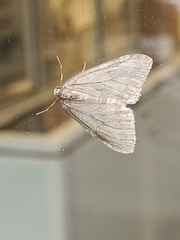 Operophtera fagata
