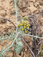 Helichrysum refractum