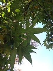 Liquidambar styraciflua