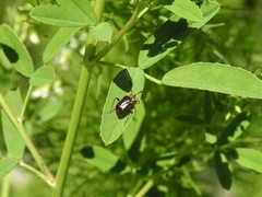 Horciasinus argentinus