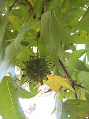 Liquidambar styraciflua