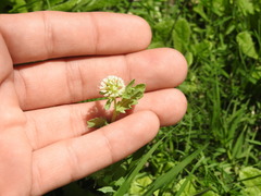 Acicarpha tribuloides