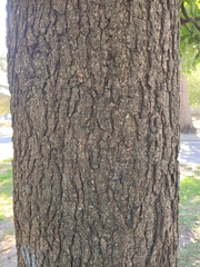 Liquidambar styraciflua