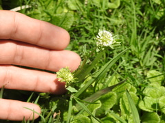 Acicarpha tribuloides