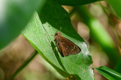 Pelopidas assamensis