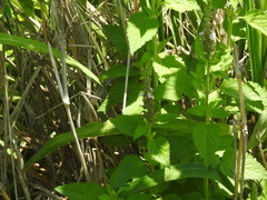 Teucrium vesicarium