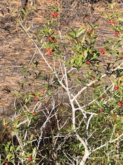 Ilex myrtifolia