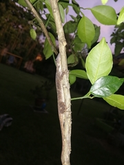 Anolis charlesmyersi