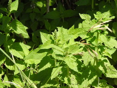 Teucrium vesicarium