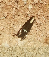 Chionodes phalacra