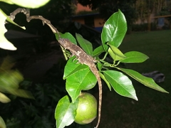 Anolis charlesmyersi