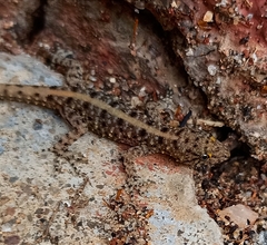 Cnemaspis mysoriensis