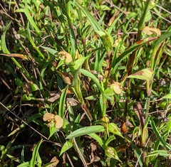 Commelina gambiae