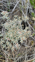 Helichrysum litorale