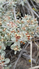 Helichrysum litorale
