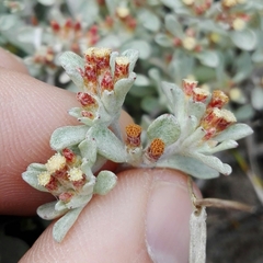 Helichrysum litorale