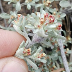 Helichrysum litorale