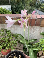 Hippeastrum reticulatum