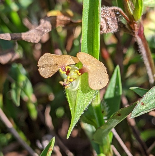 Commelina gambiae (Commelina gambiae)