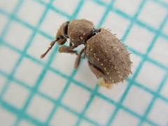 Trachyphloeus alternans