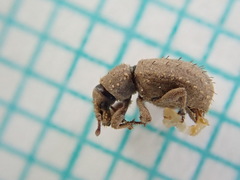 Trachyphloeus alternans