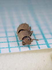 Trachyphloeus alternans