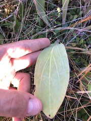 Carphephorus odoratissimus