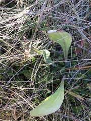 Carphephorus odoratissimus