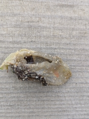 Phlebobranchia