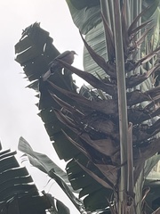 Streptopelia tranquebarica