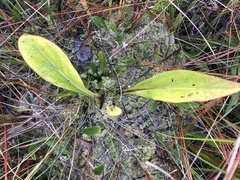 Carphephorus odoratissimus