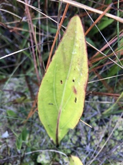 Carphephorus odoratissimus