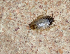 Planuncus tingitanus