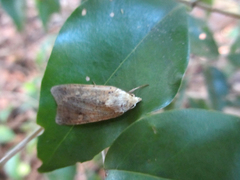 Diarsia deparca