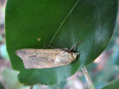 Diarsia deparca