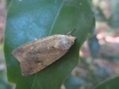 Diarsia deparca