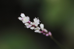 Polygonum jucundum