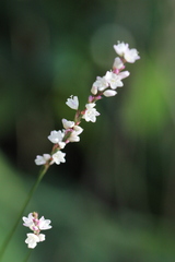 Polygonum jucundum