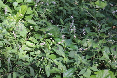 Polygonum jucundum