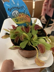 Dionaea