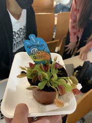 Dionaea