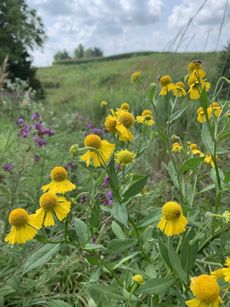 Helenium autumnale