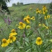 Common Sneezeweed - Photo (c) morchella7, some rights reserved (CC BY-NC), uploaded by morchella7