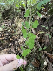 Passiflora murucuja