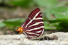 Cigaritis lohita