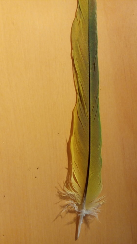 Plume de Perruche à collier
