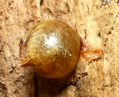 Photinaidae