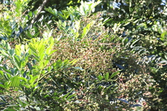 Zanthoxylum myriacanthum
